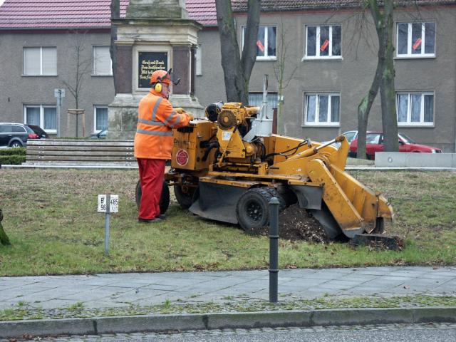 Stubbenfr&auml;sen in Zossen