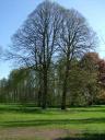 Linden