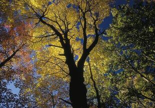 Baumkrone in Laubf&auml;rbung