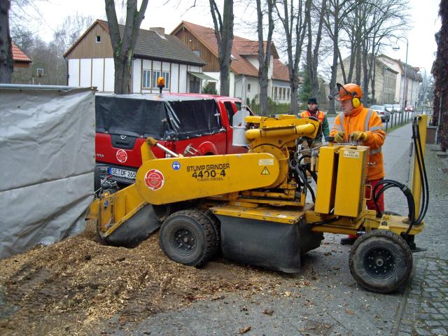 Stubbenfr&auml;sen auf dem B&uuml;rgersteig